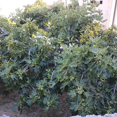 Vakantiehuis Beautiful House Murter